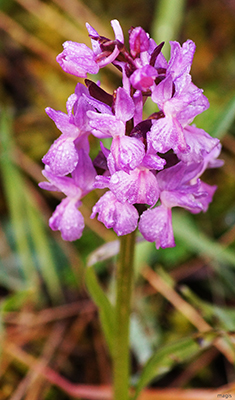 Dactylorhiza romana e Ophrys sphegodes